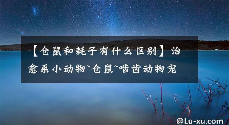 【仓鼠和耗子有什么区别】治愈系小动物~仓鼠~啮齿动物宠物综合系统介绍