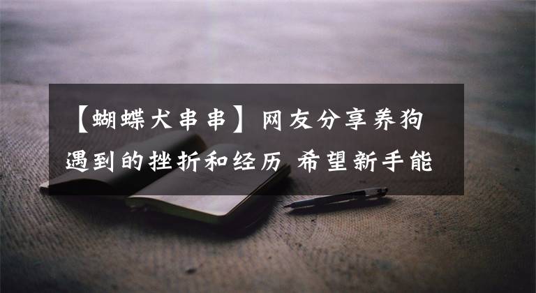 【蝴蝶犬串串】网友分享养狗遇到的挫折和经历 希望新手能引以为戒