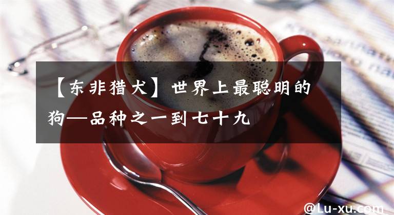 【东非猎犬】世界上最聪明的狗—品种之一到七十九