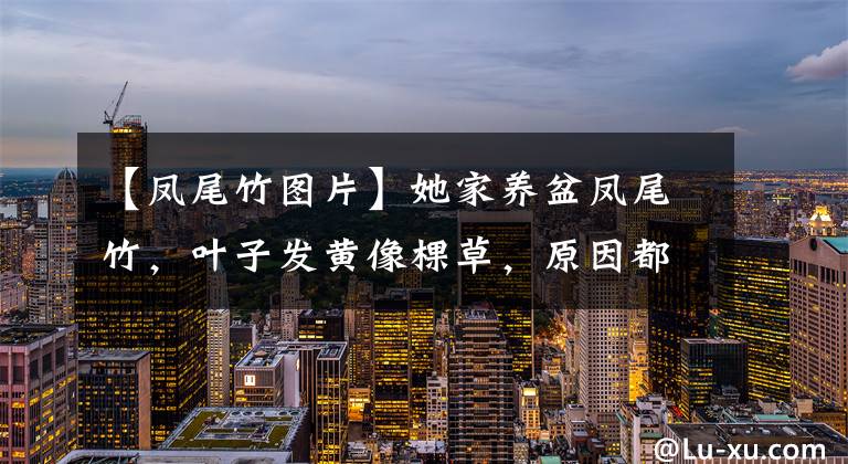 【凤尾竹图片】她家养盆凤尾竹，叶子发黄像棵草，原因都在这里