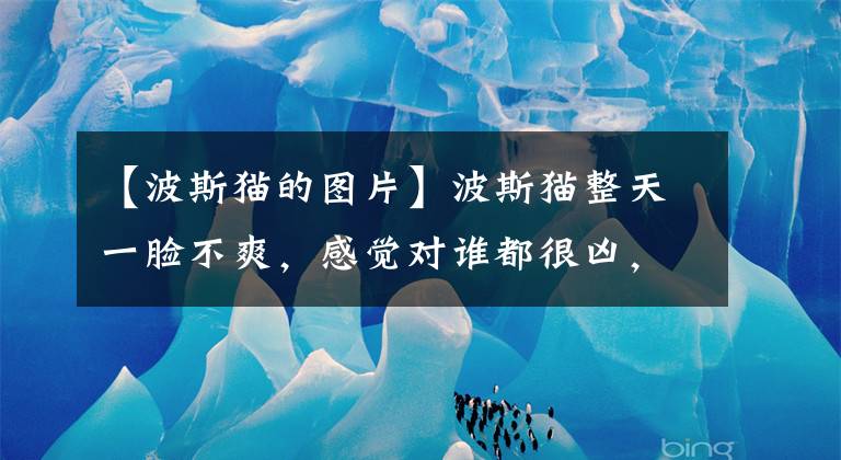 【波斯猫的图片】波斯猫整天一脸不爽，感觉对谁都很凶，主人却说这猫咪是开心果