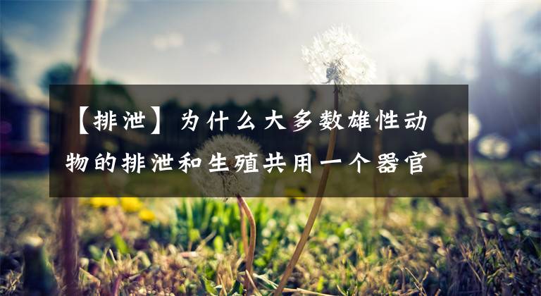 【排泄】为什么大多数雄性动物的排泄和生殖共用一个器官？