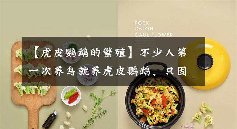 【虎皮鹦鹉的繁殖】不少人第一次养鸟就养虎皮鹦鹉，只因它有这些优点，其他鸟没法比