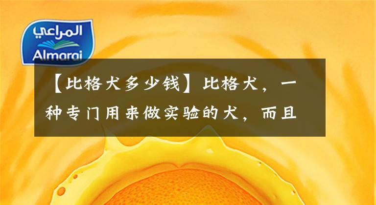 【比格犬多少钱】比格犬，一种专门用来做实验的犬，而且性格极好的犬