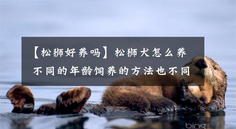 【松狮好养吗】松狮犬怎么养 不同的年龄饲养的方法也不同