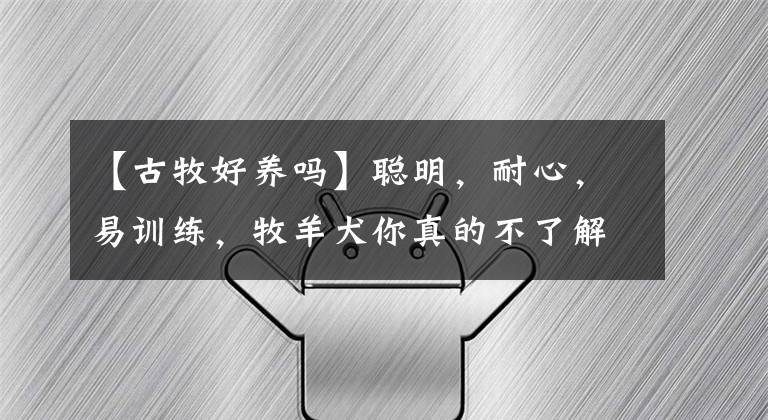 【古牧好养吗】聪明，耐心，易训练，牧羊犬你真的不了解一下吗？