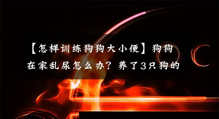 【怎样训练狗狗大小便】狗狗在家乱尿怎么办？养了3只狗的铲屎官来教你，包你一学就会