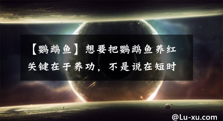 【鹦鹉鱼】想要把鹦鹉鱼养红关键在于养功，不是说在短时期内就能养出来的！