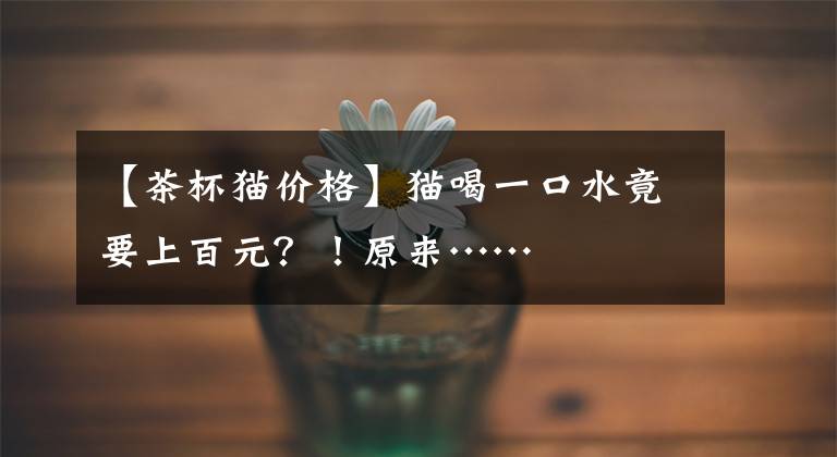 【茶杯猫价格】猫喝一口水竟要上百元？！原来……