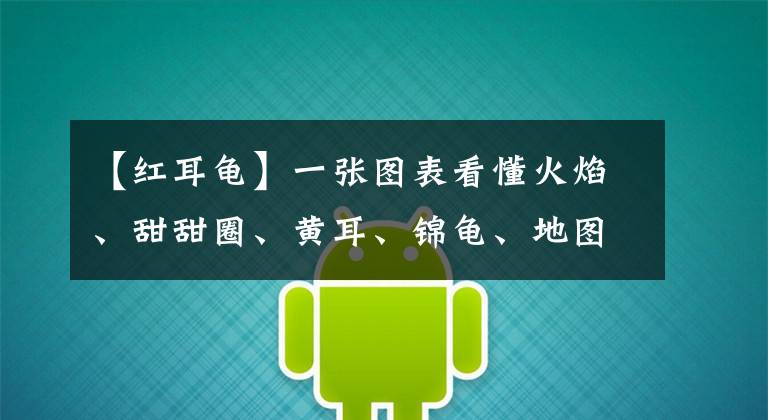 【红耳龟】一张图表看懂火焰、甜甜圈、黄耳、锦龟、地图等“巴西脸”的区别