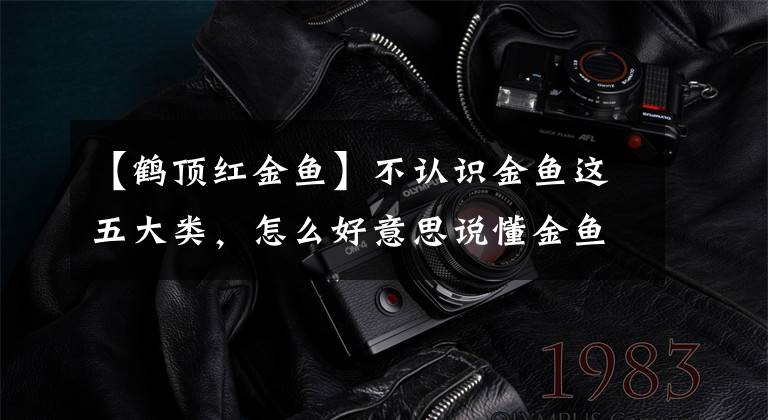 【鹤顶红金鱼】不认识金鱼这五大类，怎么好意思说懂金鱼