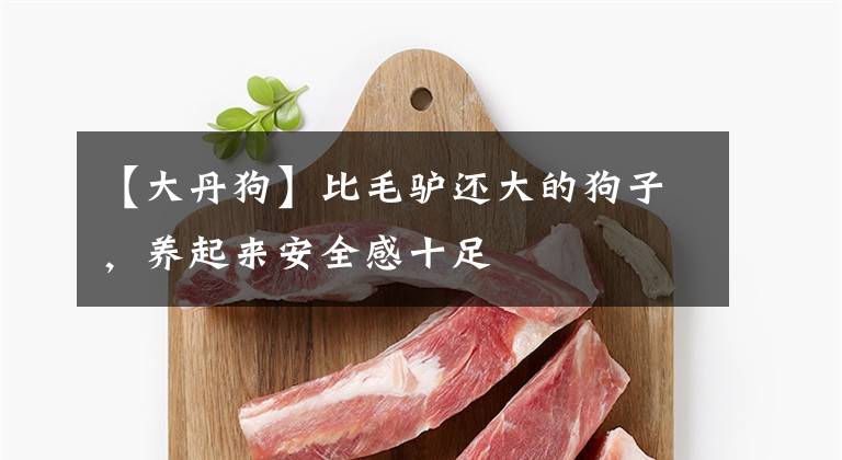 【大丹狗】比毛驴还大的狗子，养起来安全感十足