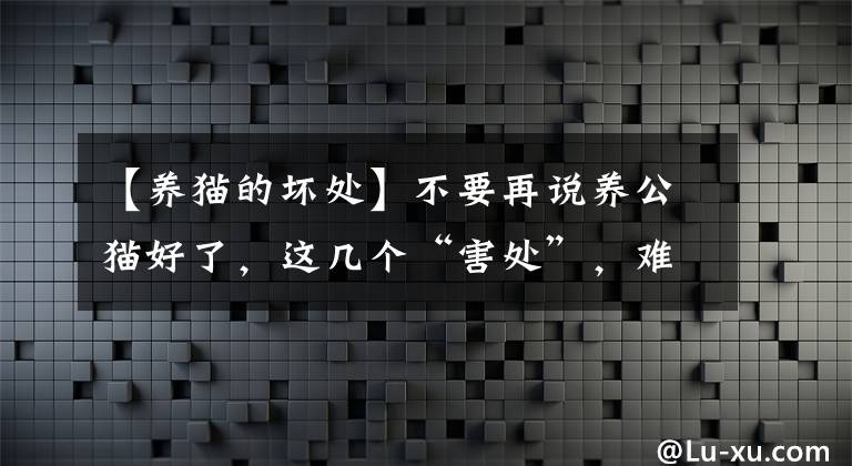 【养猫的坏处】不要再说养公猫好了，这几个“害处”，难以接受