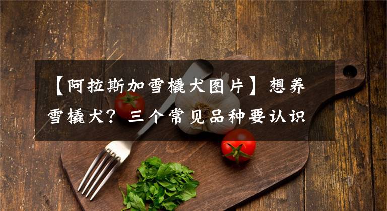 【阿拉斯加雪橇犬图片】想养雪橇犬？三个常见品种要认识　外形性格怎分辨？