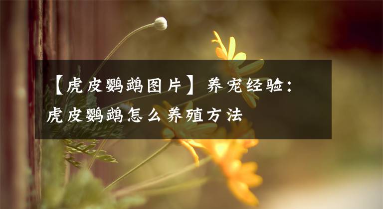 【虎皮鹦鹉图片】养宠经验：虎皮鹦鹉怎么养殖方法