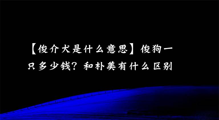 【俊介犬是什么意思】俊狗一只多少钱？和朴美有什么区别？