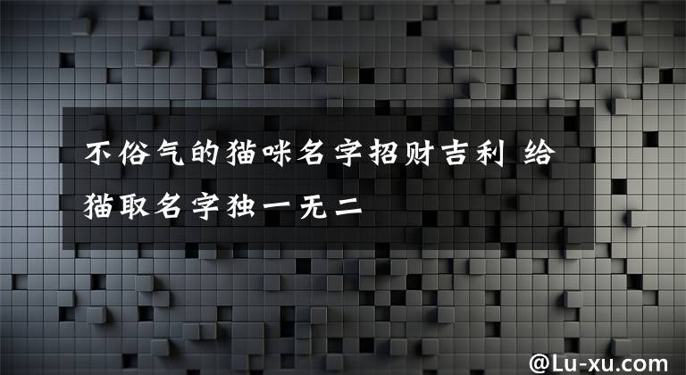 不俗气的猫咪名字招财吉利 给猫取名字独一无二