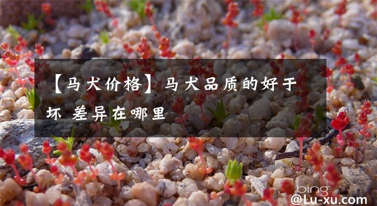 【马犬价格】马犬品质的好于坏 差异在哪里