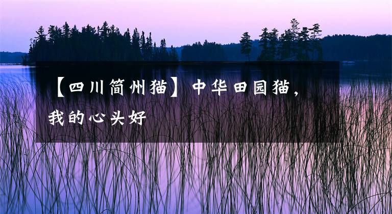 【四川简州猫】中华田园猫，我的心头好