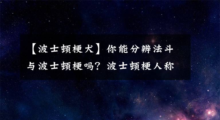 【波士顿梗犬】你能分辨法斗与波士顿梗吗？波士顿梗人称美国绅士，总统最爱狗狗