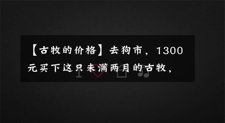 【古牧的价格】去狗市，1300元买下这只未满两月的古牧，我们的噩梦就开始了