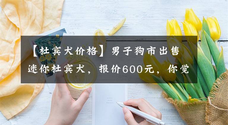 【杜宾犬价格】男子狗市出售迷你杜宾犬，报价600元，你觉得值吗？