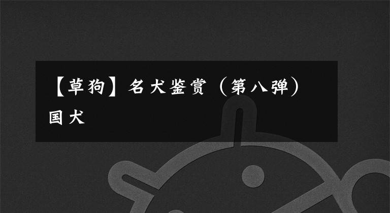 【草狗】名犬鉴赏（第八弹）国犬
