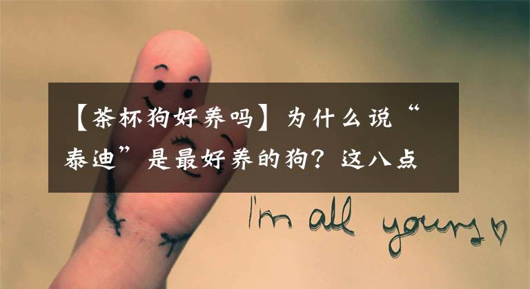 【茶杯狗好养吗】为什么说“泰迪”是最好养的狗？这八点，你不得不服