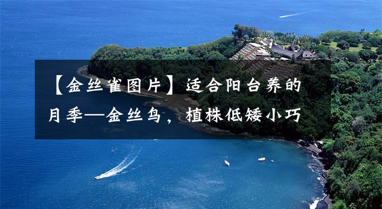 【金丝雀图片】适合阳台养的月季—金丝鸟，植株低矮小巧，皮实好养，四季有花开