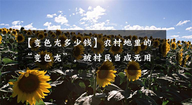 【变色龙多少钱】农村地里的“变色龙”，被村民当成无用杂草，现在卖90一斤