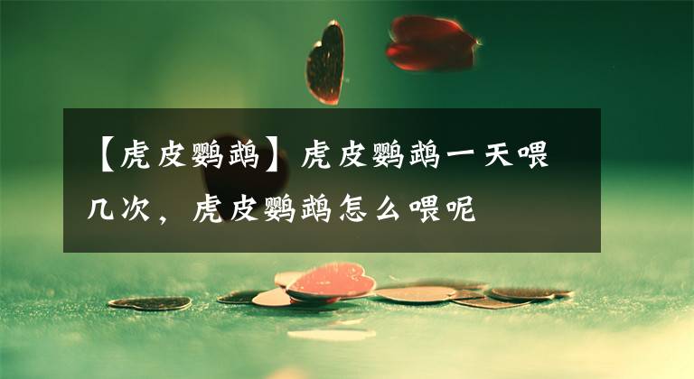 【虎皮鹦鹉】虎皮鹦鹉一天喂几次，虎皮鹦鹉怎么喂呢