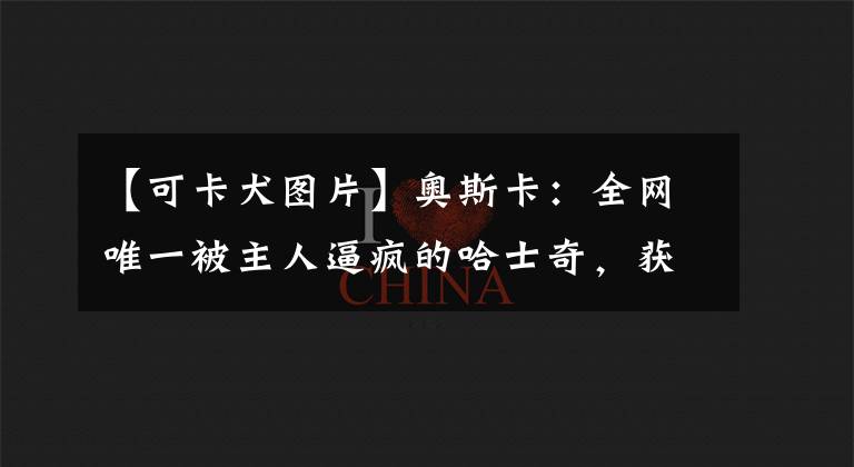 【可卡犬图片】奥斯卡：全网唯一被主人逼疯的哈士奇，获赞1亿，它究竟有多像人