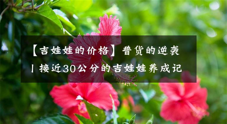 【吉娃娃的价格】普货的逆袭丨接近30公分的吉娃娃养成记