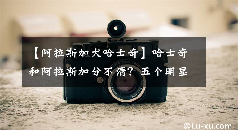 【阿拉斯加犬哈士奇】哈士奇和阿拉斯加分不清？五个明显的区别告诉你：差别大着呢