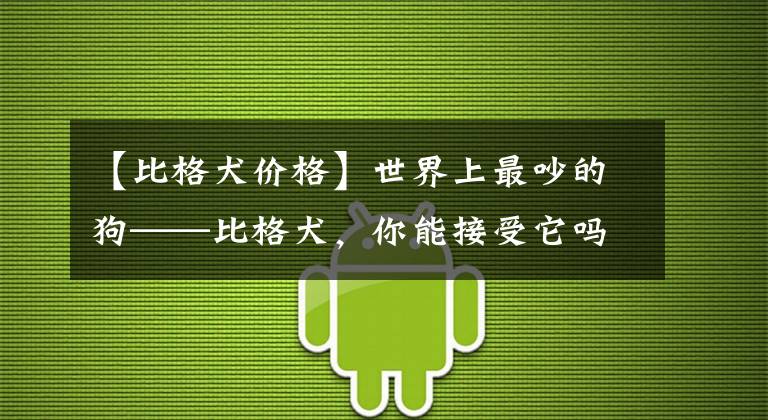 【比格犬价格】世界上最吵的狗——比格犬，你能接受它吗？