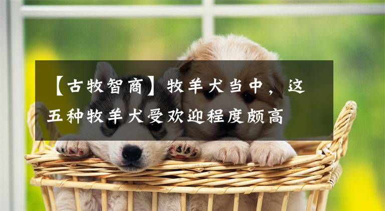【古牧智商】牧羊犬当中，这五种牧羊犬受欢迎程度颇高