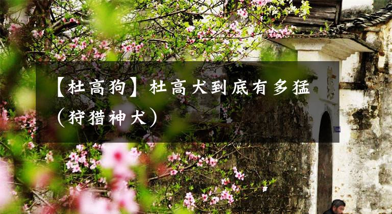 【杜高狗】杜高犬到底有多猛（狩猎神犬）