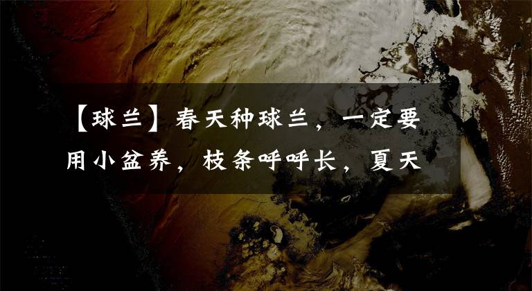 【球兰】春天种球兰，一定要用小盆养，枝条呼呼长，夏天花球爆开