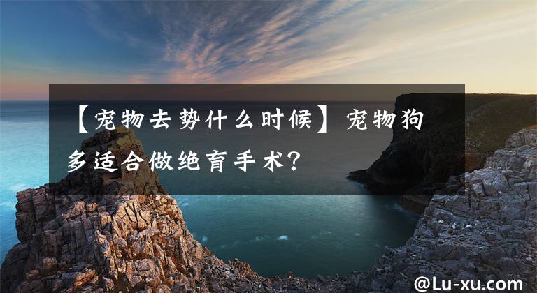 【宠物去势什么时候】宠物狗多适合做绝育手术？