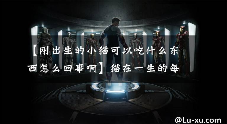 【刚出生的小猫可以吃什么东西怎么回事啊】猫在一生的每个阶段都应该吃什么？看这篇文章就够了