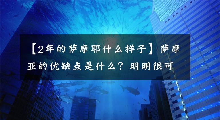 【2年的萨摩耶什么样子】萨摩亚的优缺点是什么？明明很可爱。为什么主人叫“后悔”？