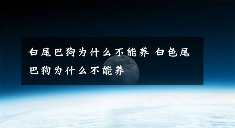 白尾巴狗为什么不能养 白色尾巴狗为什么不能养