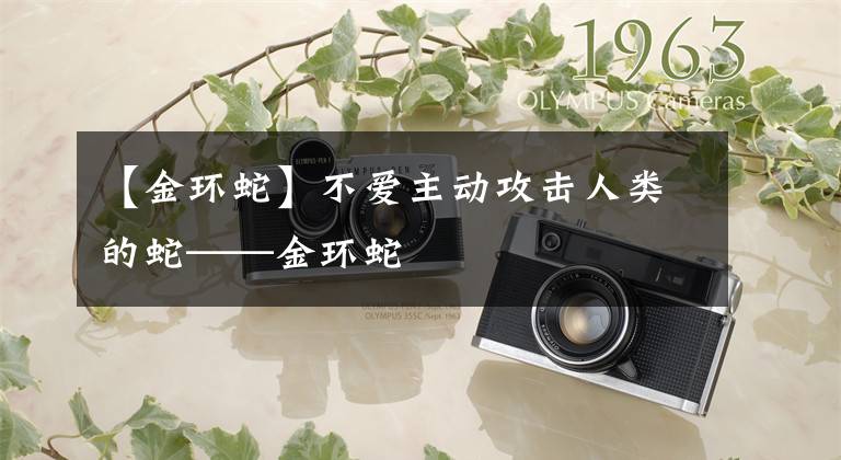 【金环蛇】不爱主动攻击人类的蛇——金环蛇