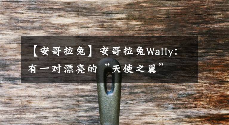 【安哥拉兔】安哥拉兔Wally：有一对漂亮的“天使之翼”