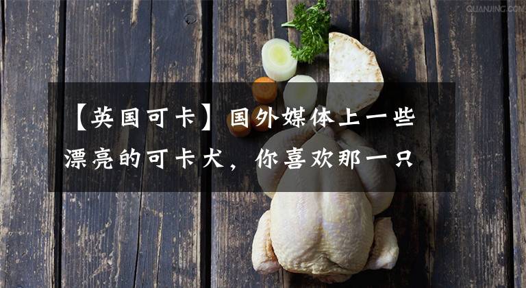 【英国可卡】国外媒体上一些漂亮的可卡犬，你喜欢那一只？
