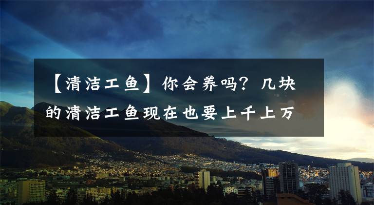 【清洁工鱼】你会养吗？几块的清洁工鱼现在也要上千上万一条，鱼友一养一群！