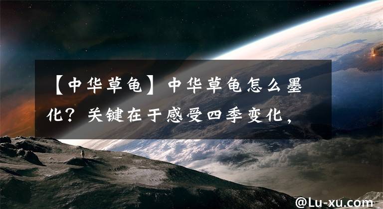 【中华草龟】中华草龟怎么墨化？关键在于感受四季变化，最好是顺其自然
