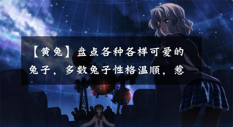 【黄兔】盘点各种各样可爱的兔子，多数兔子性格温顺，惹人喜爱