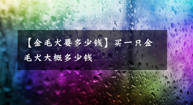 【金毛犬要多少钱】买一只金毛犬大概多少钱