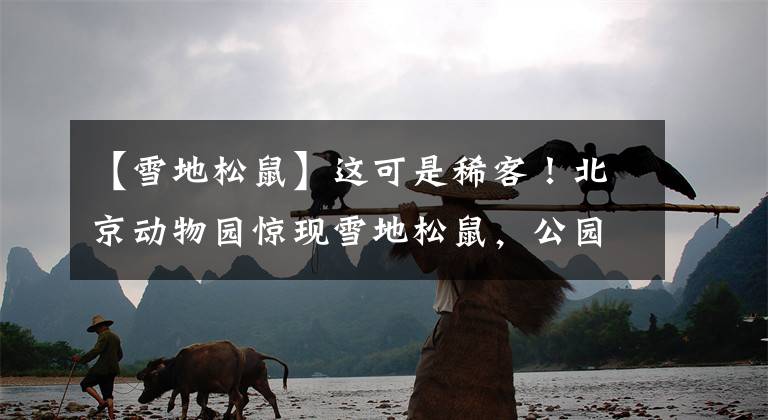 【雪地松鼠】这可是稀客！北京动物园惊现雪地松鼠，公园提醒游客不要投喂